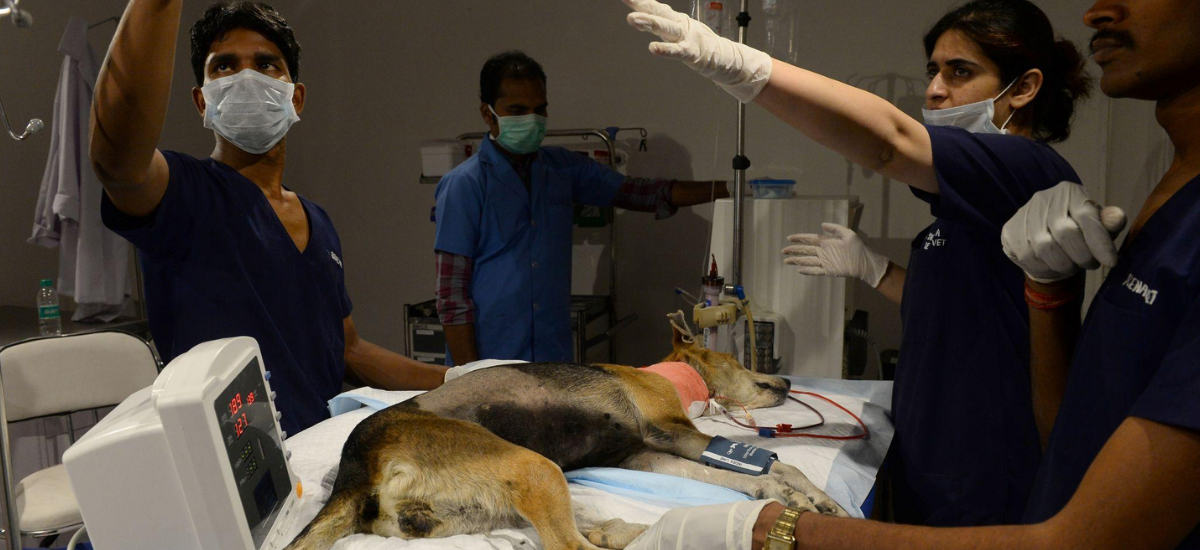 How to Build a Successful Veterinary Career